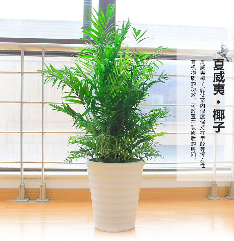 綠色植物鳳尾竹的報(bào)價(jià)鳳尾竹盆栽葉枯怎么辦？