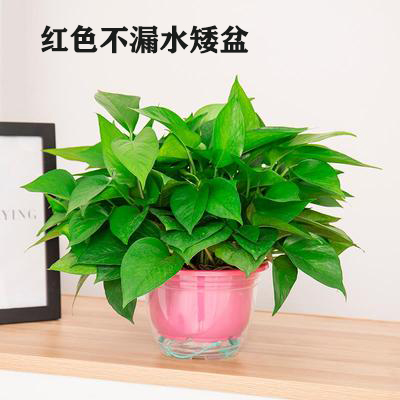 選擇北京植物租擺公司有四大好處